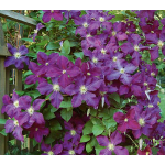  Clematis 'Etoile Violette'
