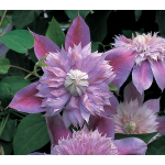  Clematis Josephine™ Regal®