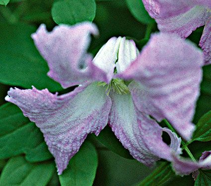 Clematis 'Betty Corning'