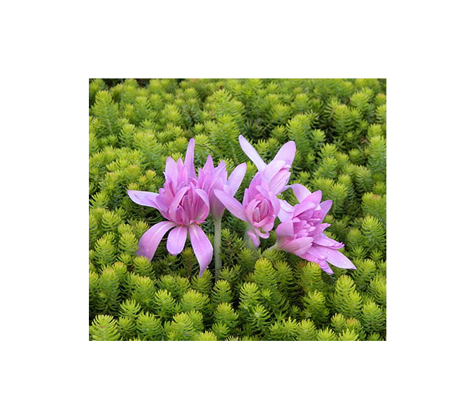 Colchicum 'Waterlily' White Flower Farm
