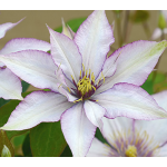  Clematis Samaritan Jo™ Boulevard®