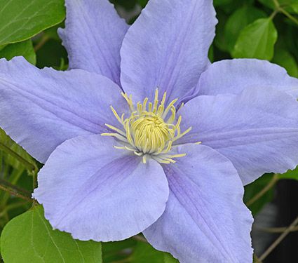 Clematis Zara Boulevard White Flower Farm
