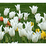  Tulip 'White Triumphator'