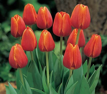 White Flower Farm Perennial Tulip Collection | White ...