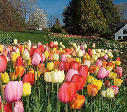 White Flower Farm Perennial Tulip Mixture | White Flower Farm