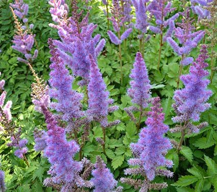 Astilbe chinensis pumila