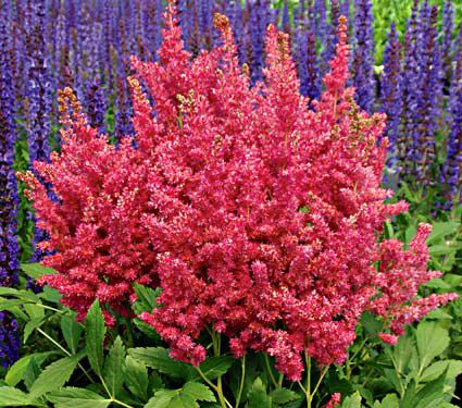 Astilbe Fireberry | White Flower Farm
