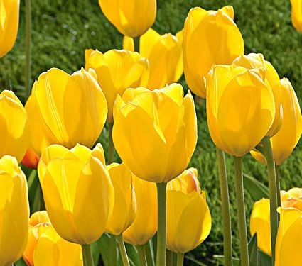 Tulip Conqueror | White Flower Farm