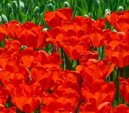 Tulip 'Lalibela' | White Flower Farm