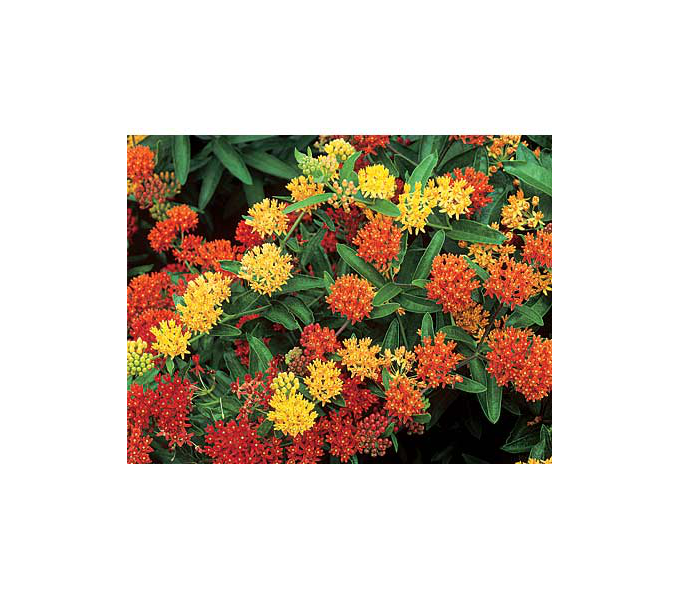 Butterfly 11 plants White Flower Farm