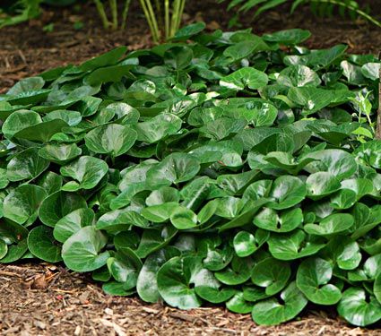 Asarum europaeum | White Flower Farm