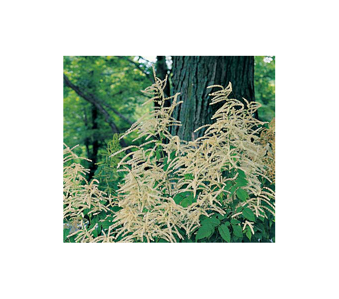 Aruncus dioicus White Flower Farm