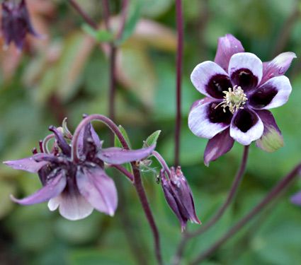 Aquilegia vulgaris 'William Guiness'