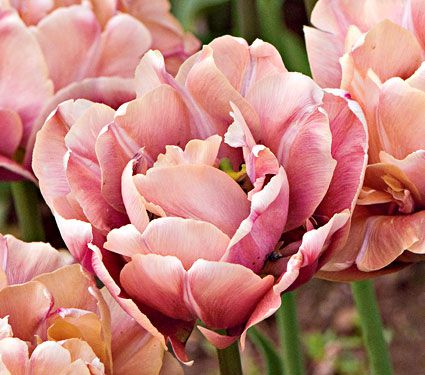 Tulip 'Champagne Diamond'