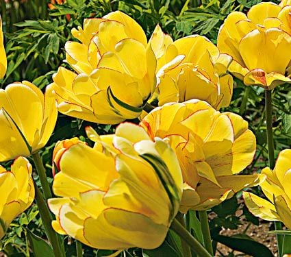 Tulip 'Akebono'