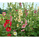 Asarum splendens | White Flower Farm