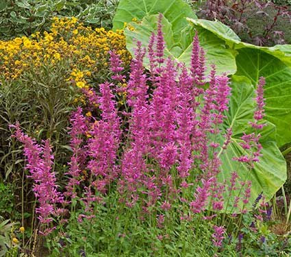 Agastache 'Tutti Frutti'