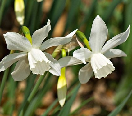 White Welcome Narcissus Mix | White Flower Farm