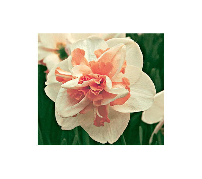 Double Daffodil Mix White Flower Farm