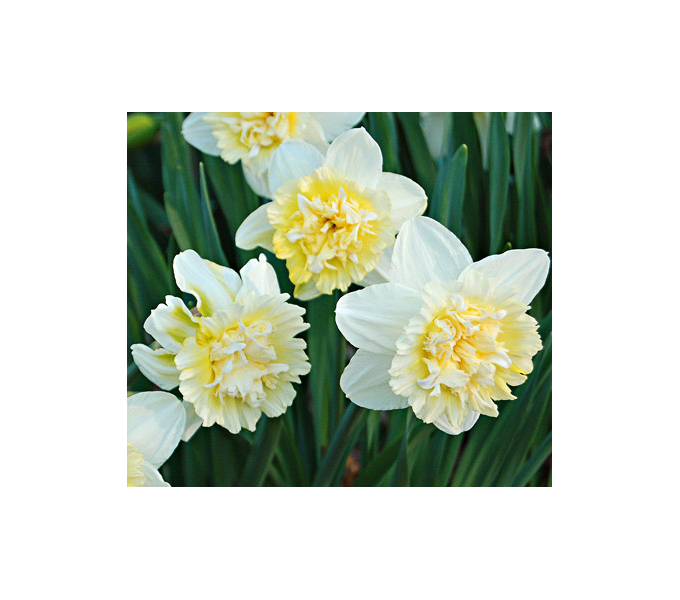 Double Daffodil Mix White Flower Farm