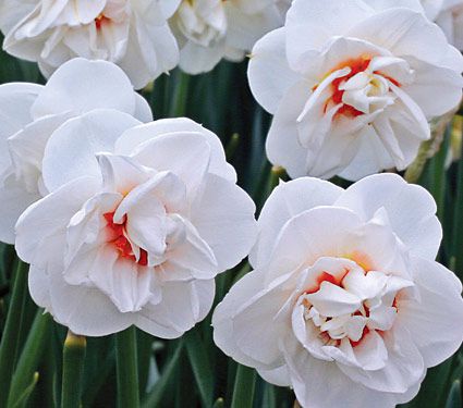 Narcissus Acropolis | White Flower Farm
