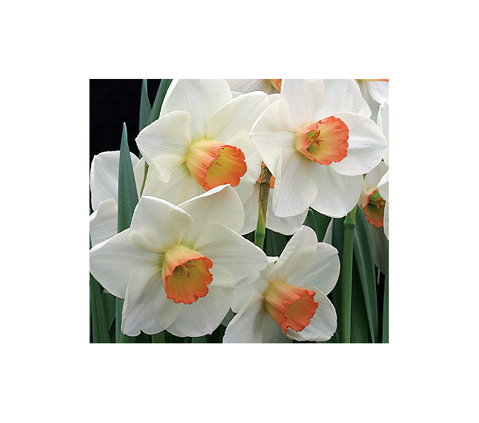 Weatherproof LargeCupped Daffodil Mix White Flower Farm
