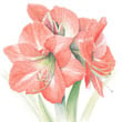 Amaryllis - Trumpets of Winter