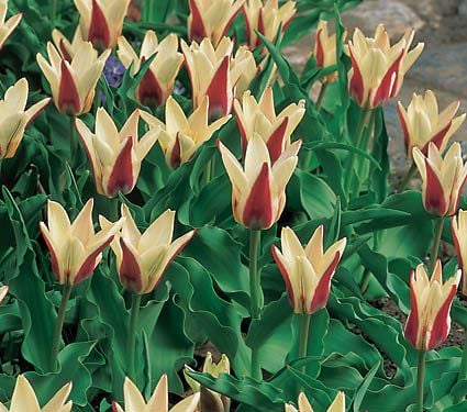 Kaufmannianna Tulips