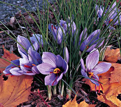 Crocus sativus: Saffron Crocus