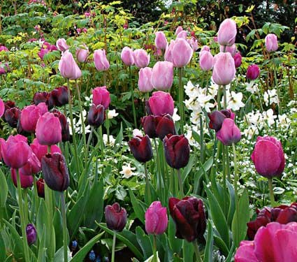 Triumph Tulips