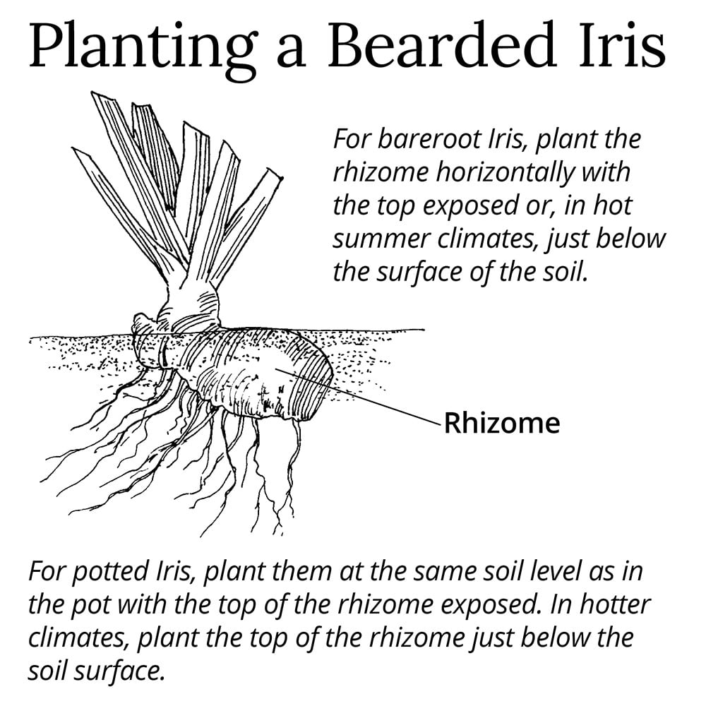 How do you prune iris flowers after they have bloomed?