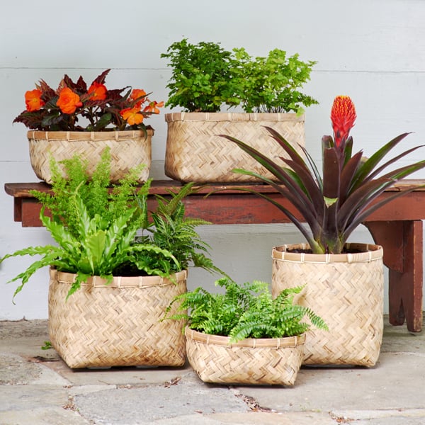 The Complete Guide to Growing Perennials in Containers