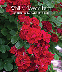 Catalog Cover
