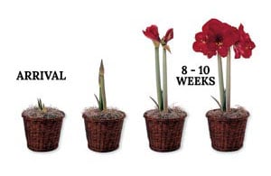 Amaryllis Time Lapse