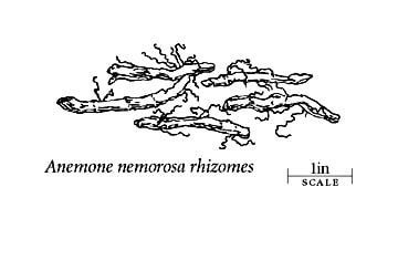 anemone nemorosa rhizomes
