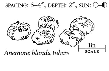 anemone tuber