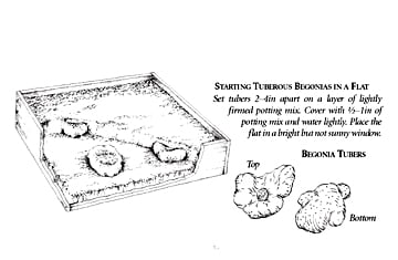 Begonia tubers