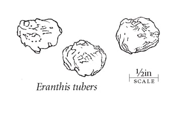 Eranthis tubers