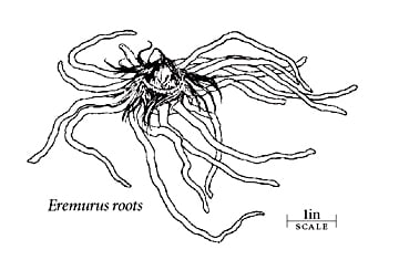 Eremurus roots