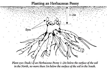 Peony planting diagram